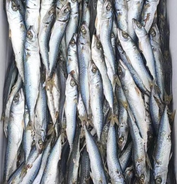 [鱼干批发]花仙鱼干价格19.00元/斤 - 一亩田