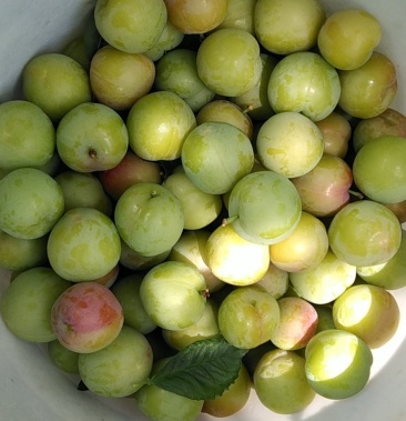 [李子批发]南华李价格40.00元/斤 - 一亩田