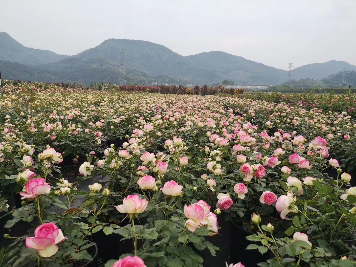 藤本月季‘大游行’开花特写与刺梨果实剖面对比图