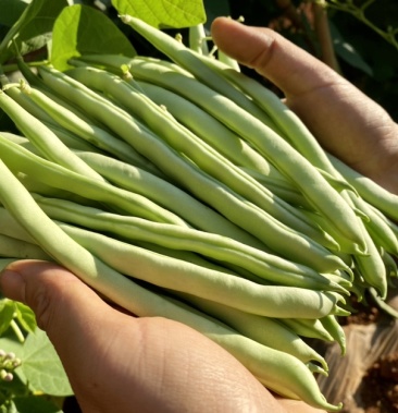 米易县红花四季豆大量上市