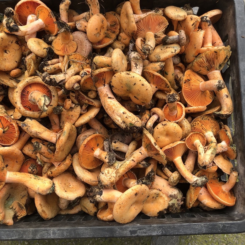 野生松树菌山珍新鲜蘑菇食用菌500g包邮预售