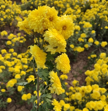 河南焦作四大怀药之一怀菊花