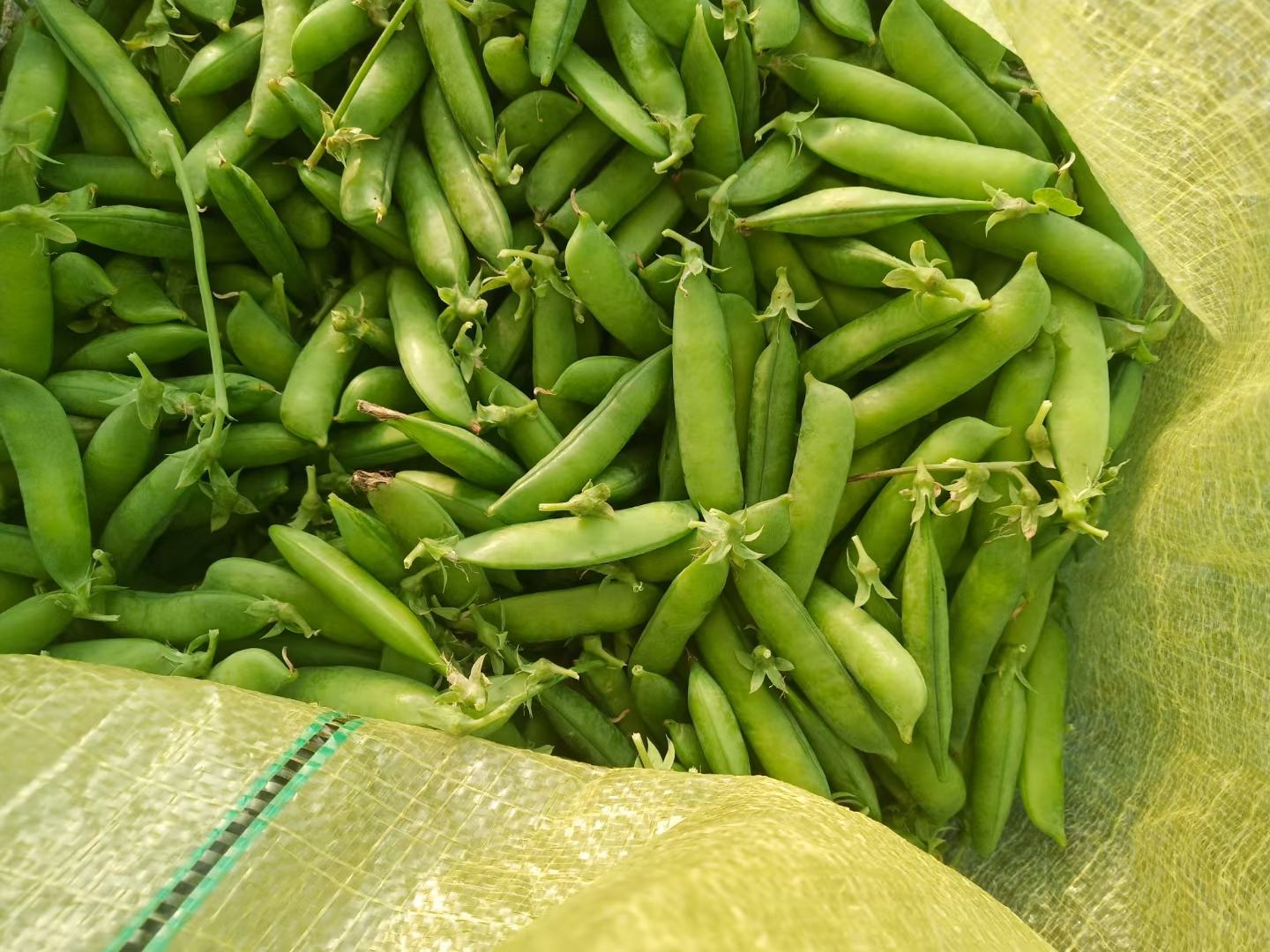 青豌豆苗在阳光下生长