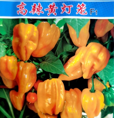黄灯笼辣椒种子,果面条沟多,果柄长,气味芳香,品质好