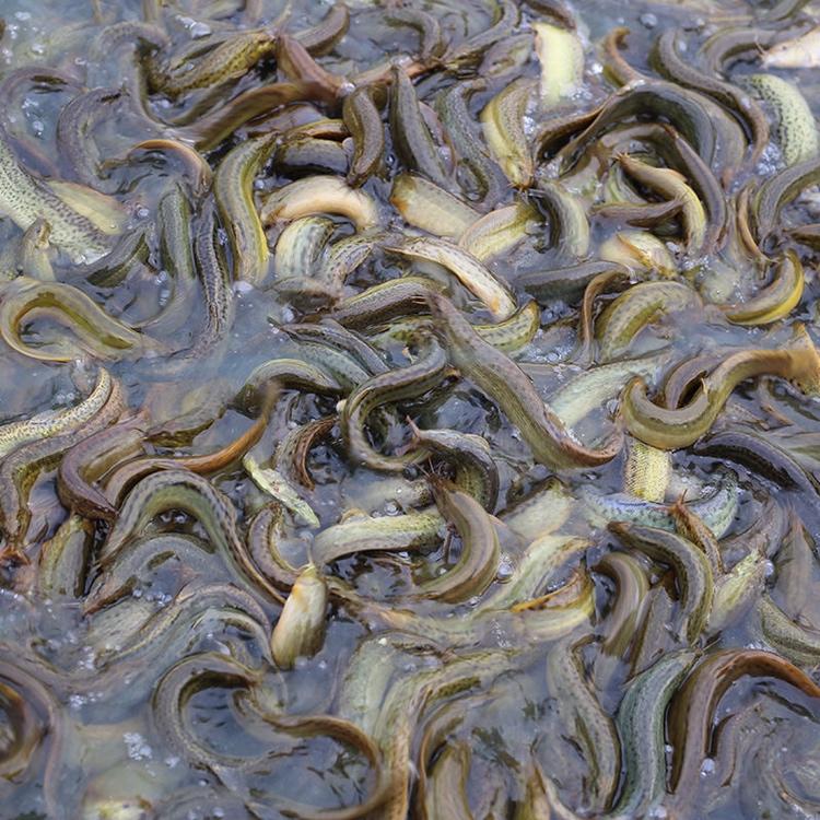 专业台湾泥鳅放生泥鳅大中小泥鳅各种规格