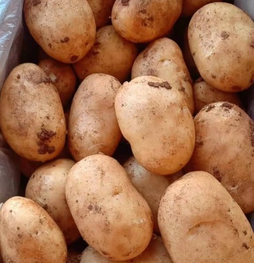 [丽薯六号土豆批发]丽薯6号价格0.50元/斤 - 一亩田