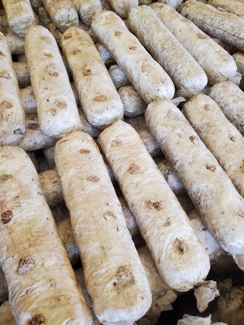 内蒙古赤峰林西县鲜香菇 4.00元/斤091