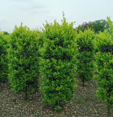[女贞批发]苗圃基地直销大量精品金森女贞柱价格120.00元/棵 - 一亩田