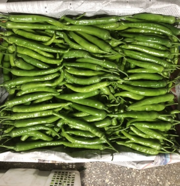 杭椒2号杭椒12号便宜啦