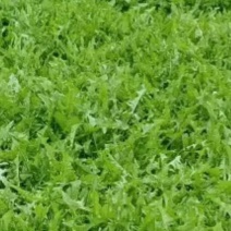 蒲公英茶。。蒲公英根