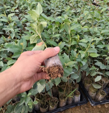 泰安吉塞拉12号樱桃砧木苗
