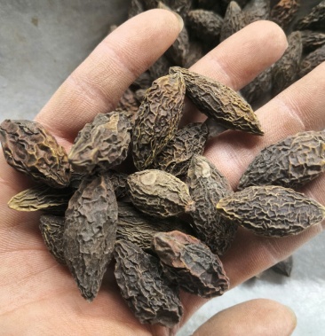 产地直销橄榄果橄榄核低价出售