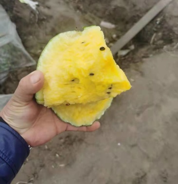 [特小凤西瓜批发][推荐]特小凤 东台 特产 大量上市 质量保证 服务第