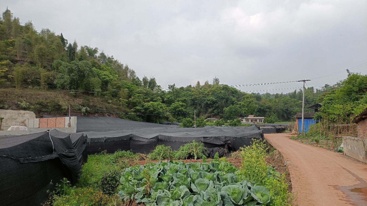 长裙竹荪采摘场景