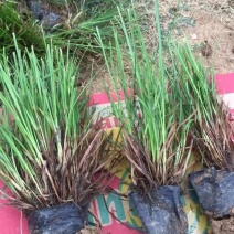 青绿苔草，苗圃直发，装箱出货中，需要的老板，欢迎询价
