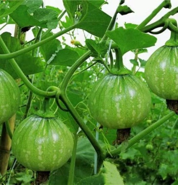 [南瓜种子批发]湘研早丽南瓜早熟 食嫩瓜为主 嫩瓜高圆形肉厚 耐低温