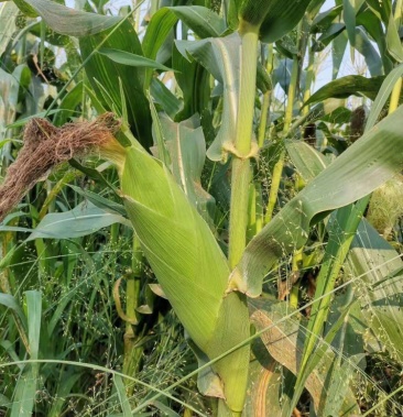 [玉米批发]海南太阳花玉米价格1.20元/斤 - 一亩田