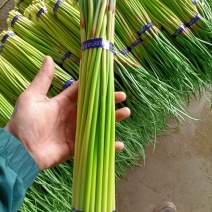 邳州精品小红帽蒜苔大量上市适合每一个市场