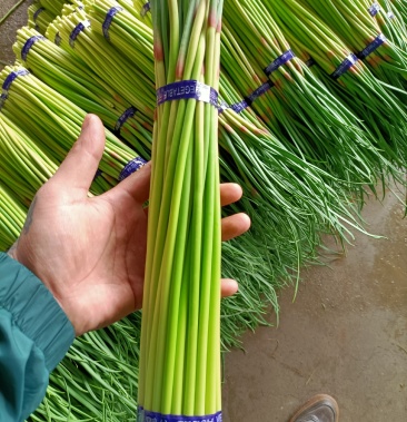 邳州精品小红帽蒜苔大量上市适合每一个市场