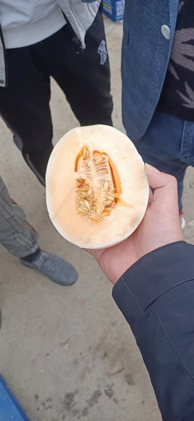 红金蜜甜瓜 白皮红肉脆甜多汁 欢迎各地朋友前来咨询选购