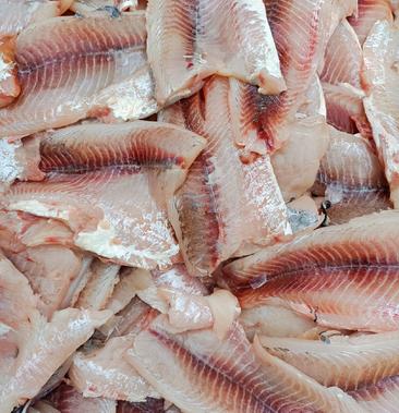 长期供应新鲜泰国鲮鱼肉,质量保证,一手货源,欢迎咨询选购