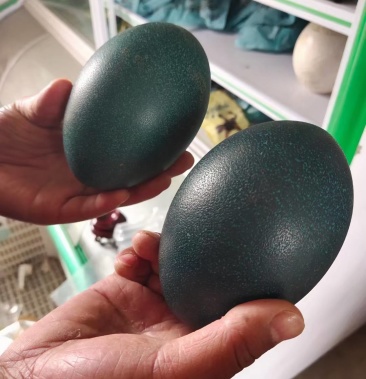 澳洲鸸鹋蛋食用受精蛋非洲鸵鸟种蛋食用受精蛋