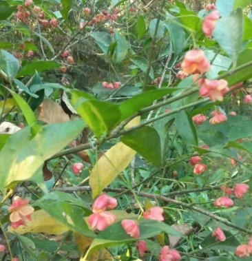 黄皮杜仲根野生杜仲根杜仲新鲜下单去采