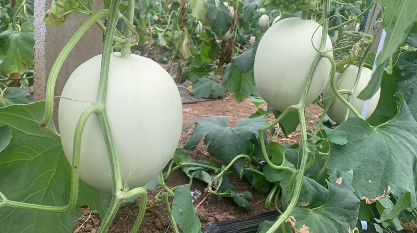 玉菇甜瓜整果特写：椭圆形浅灰绿色果皮，表面覆有细腻蜡粉，顶部微带淡黄晕染，果脐小而圆润，整体光泽柔润