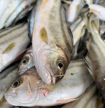 一件代发广东湛江新鲜拜来鱼肉质鲜嫩