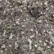 蒲公英干菜，花叶根整颗，批发零售