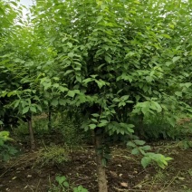嫁接榆叶梅。5公分到12公分，直销！榆叶梅花