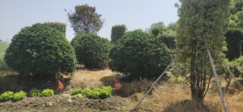 成都苗木基地批发价格