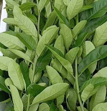 香水柠檬叶青绿大片味道足质量保证欢迎咨询