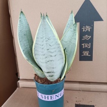 虎皮兰批发白雪白玉稀有品种办公室盆栽室内防辐射绿植