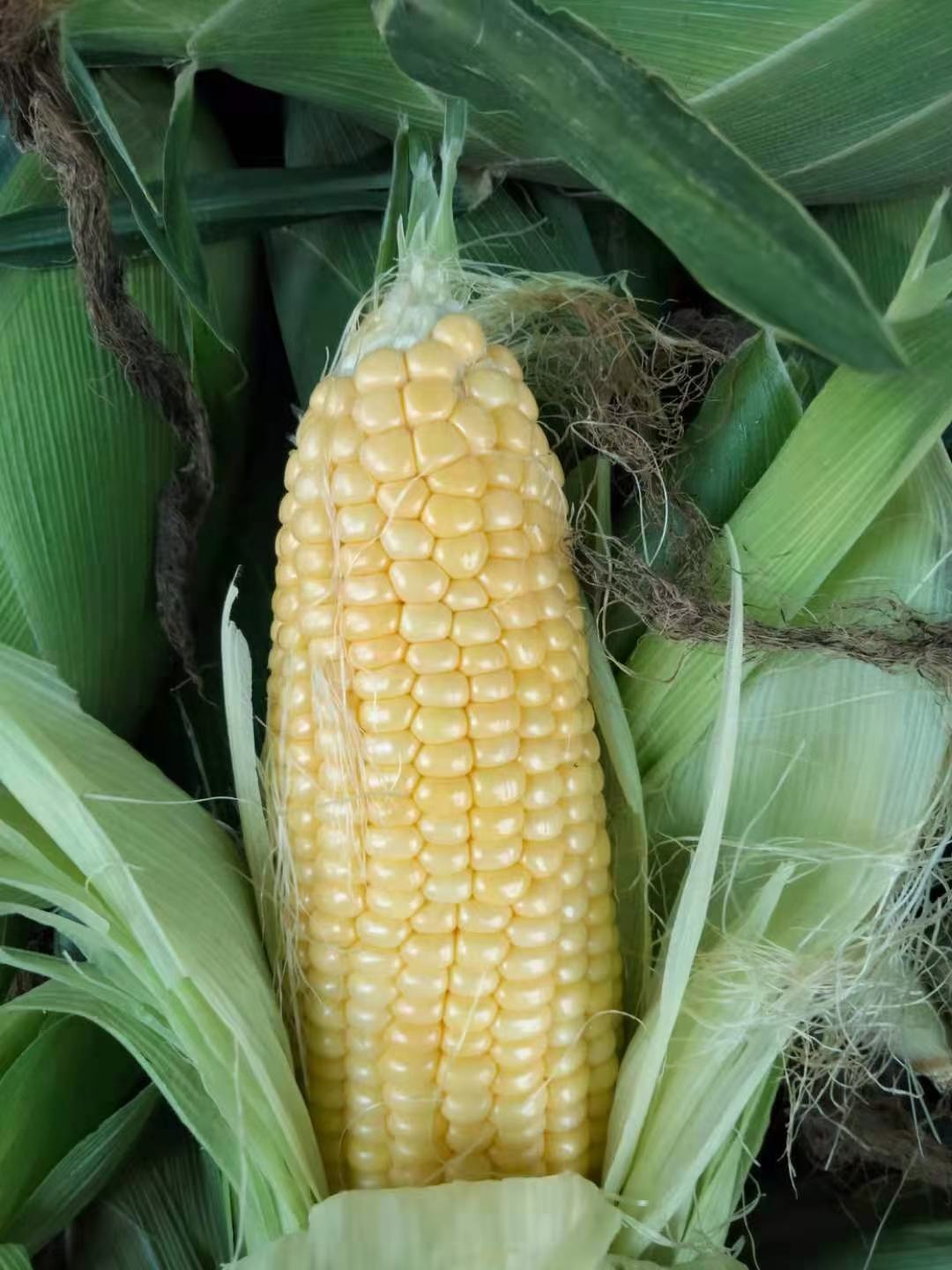 糯玉米黄甜大量上市有要请联系我