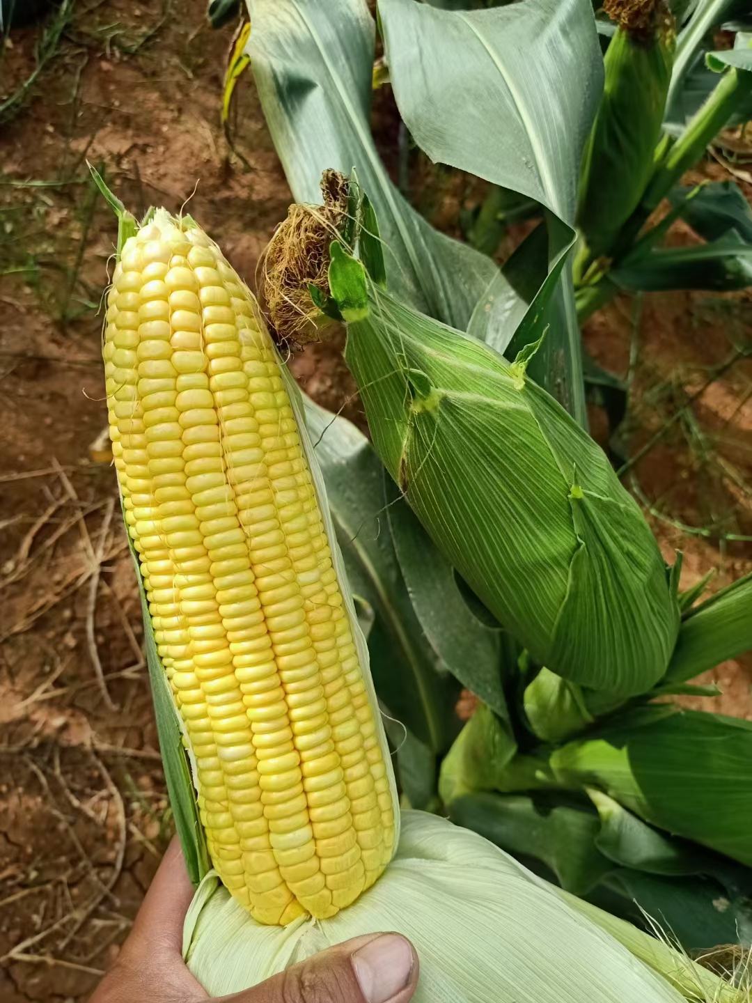 80元/斤云南红河弥勒市060.80/斤10000斤起1/4