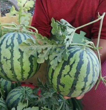 8424西瓜支持视频看货自产自销基地直发