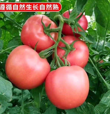 云南蔬菜粉红色普罗旺斯西红柿 承接各平台一件代发批发零售