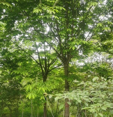 精品七叶树,绿化,行道树专用,基地大量直销.