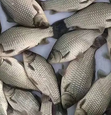中科五号鲫鱼,抗包子虫病毒,当年能达到成品鱼