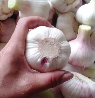 蔬菜大蒜毛蒜扒皮蒜大量上市欢迎老板选购