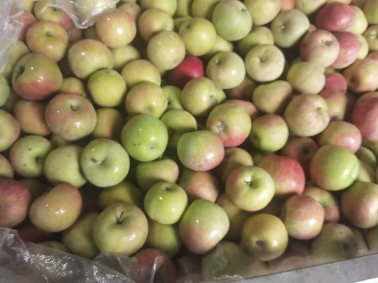 新鲜国光苹果特写