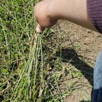 迎春花直销。30高度。40高度，50高度