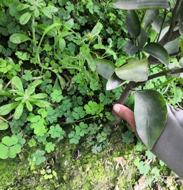 红橘桩头耙耙柑树苗子大雅树苗子2公分起