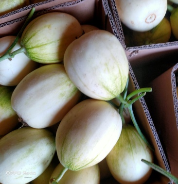 红城十甜瓜大量有货