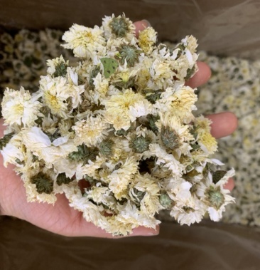 贡菊 黄山贡菊 七月花 无硫新货 无杂质量大从优