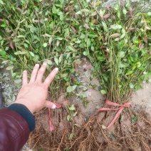 扶芳藤卫矛小叶扶芳藤大叶扶芳藤分枝2-5