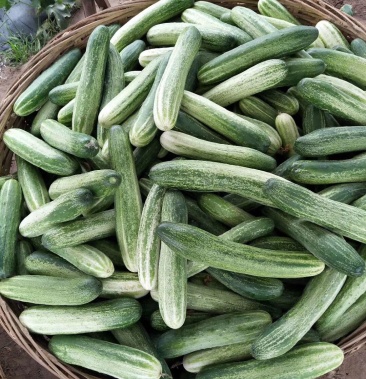 [白黄瓜批发]燕白黄瓜大量有货价格0.70元/斤 - 一亩田