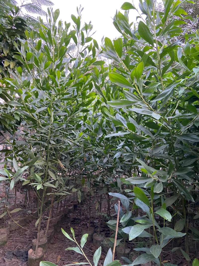 [相思树批发]广东揭阳普宁市相思树 0.80元/棵相思树 _ 一亩田