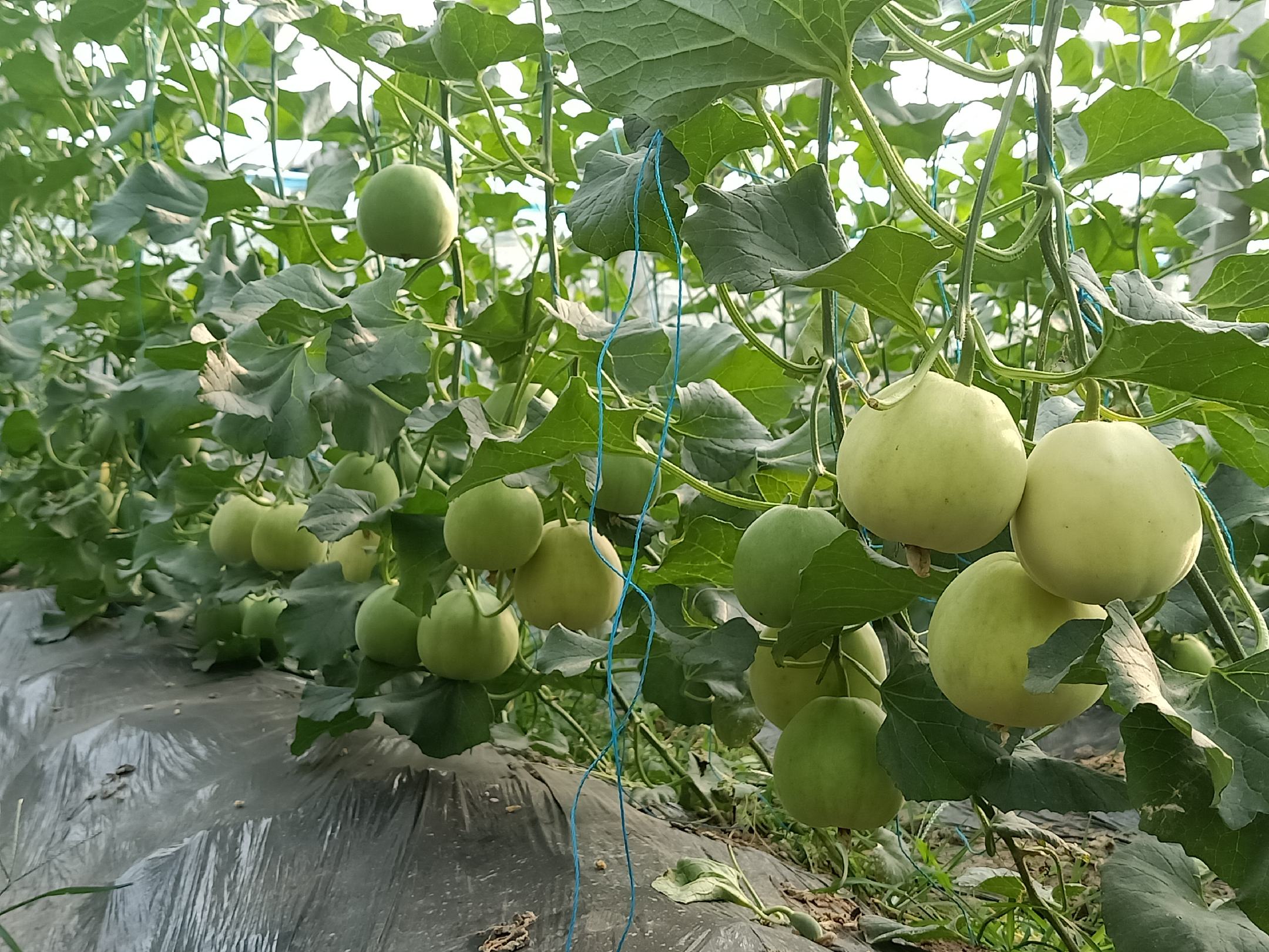绿宝甜瓜种植基地航拍图